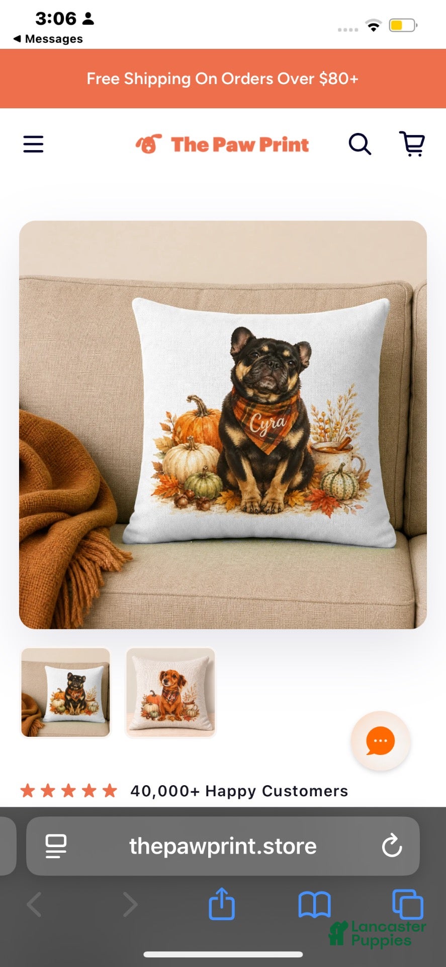 French Bulldog dogs for sale: French Bulldog 1 - Ad 23