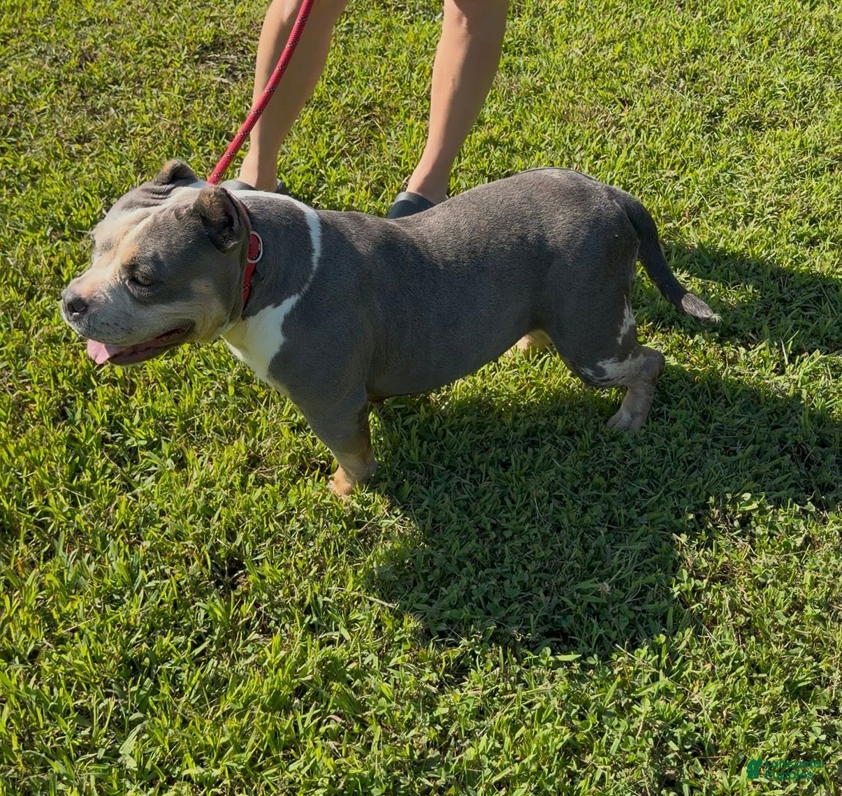 American Bully dogs Maya - Spayed adult female  - Ad 2