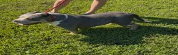 American Bully dogs for sale: Maya - Spayed adult female  - Ad 2