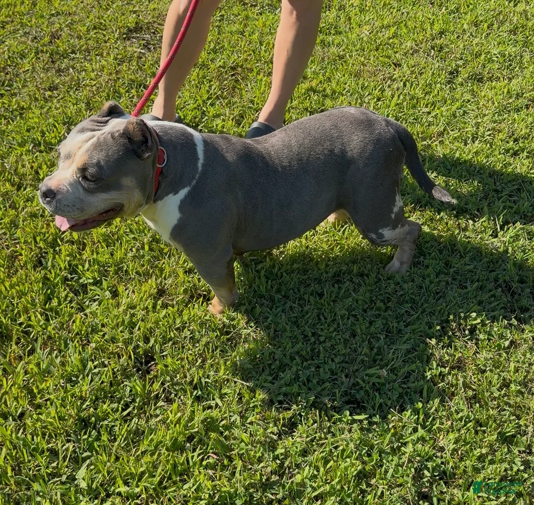 American Bully dogs for sale: Maya - Spayed adult female  - Ad 2