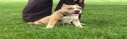 American Bully dogs for sale: Faye - Ad 4