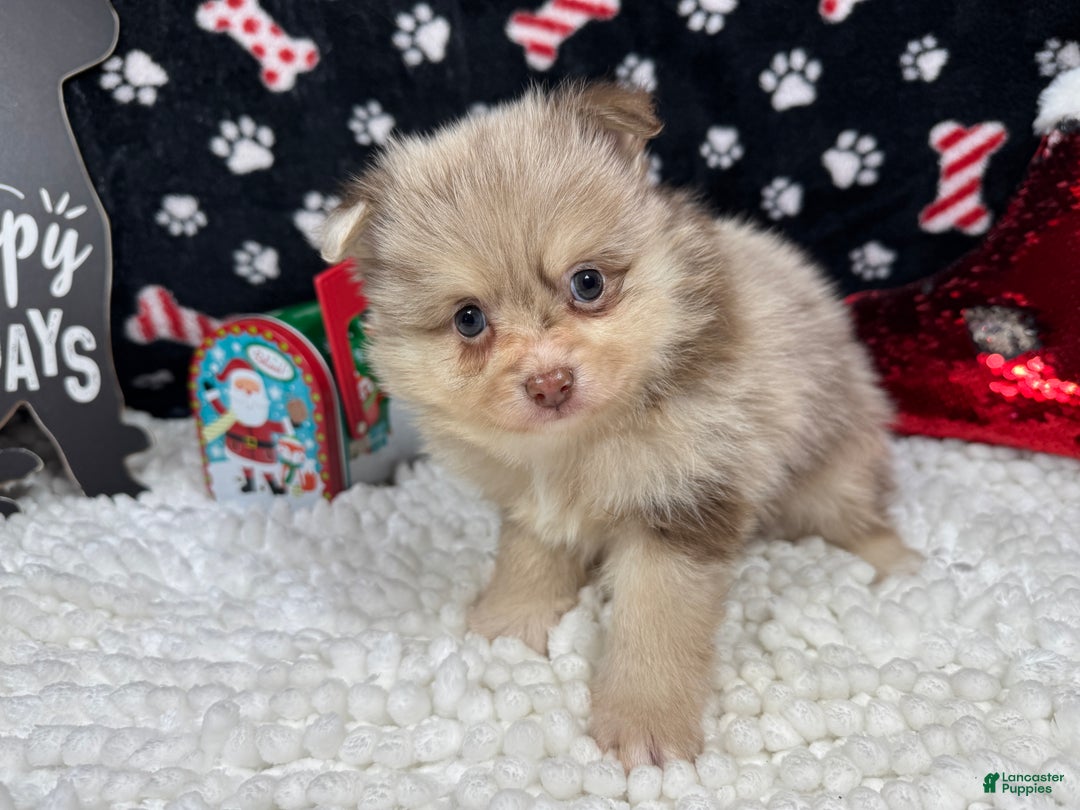 Pomeranian dogs for sale: Pomeranian Puppy 1 - Ad 2