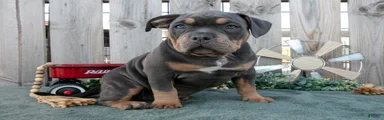 Ember