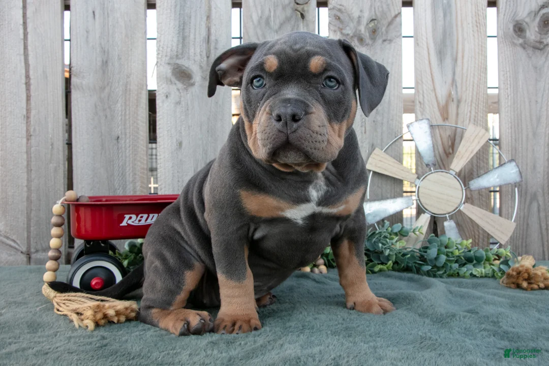 American Bully dogs for sale: Ember - Ad 1