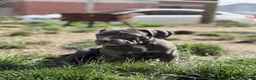 American Bully dogs for sale: Sugar - Ad 2