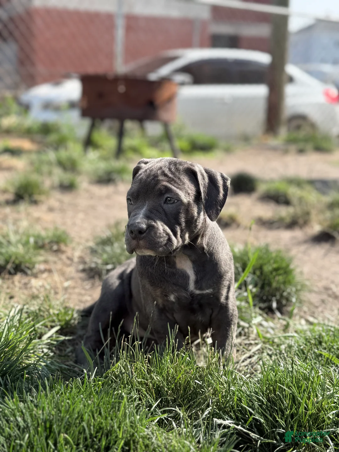 American Bully dogs for sale: Sugar - Ad 2
