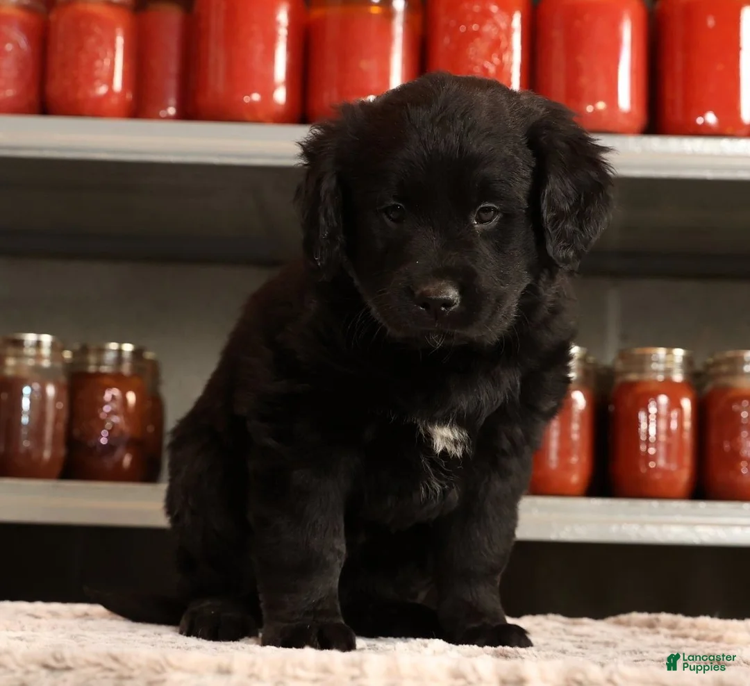 Mini Goldendoodle dogs for sale: Kendall - Ad 4