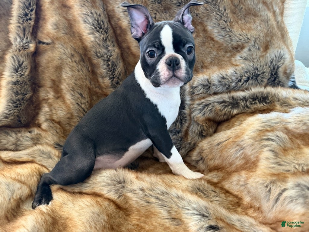 Boston Terrier dogs Boston Terrier Boy - Ad 1