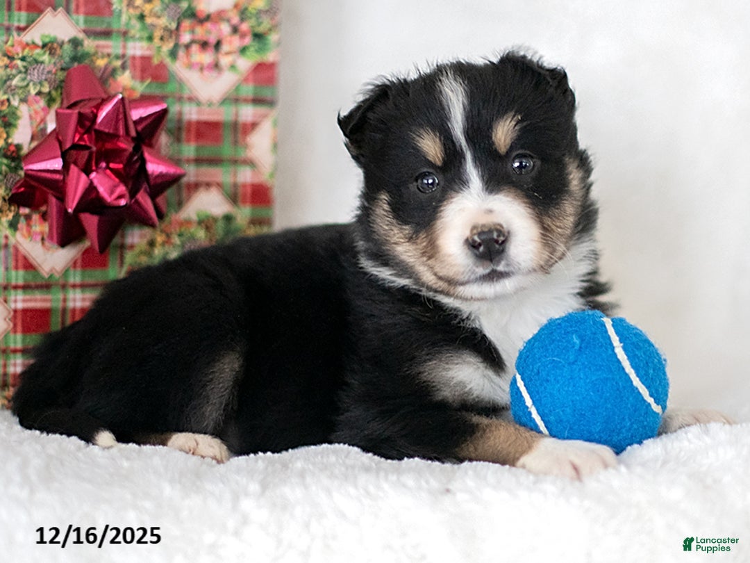 Miniature Australian Shepherd dogs for sale: Lumi - Ad 3