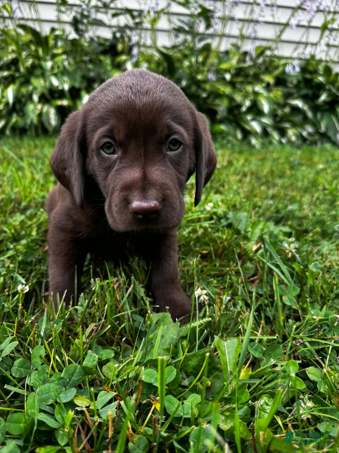Labrador Retriever dogs for sale: Chicory - Ad 2