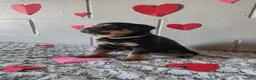 Rottweiler dogs for sale: Buddy - Ad 4