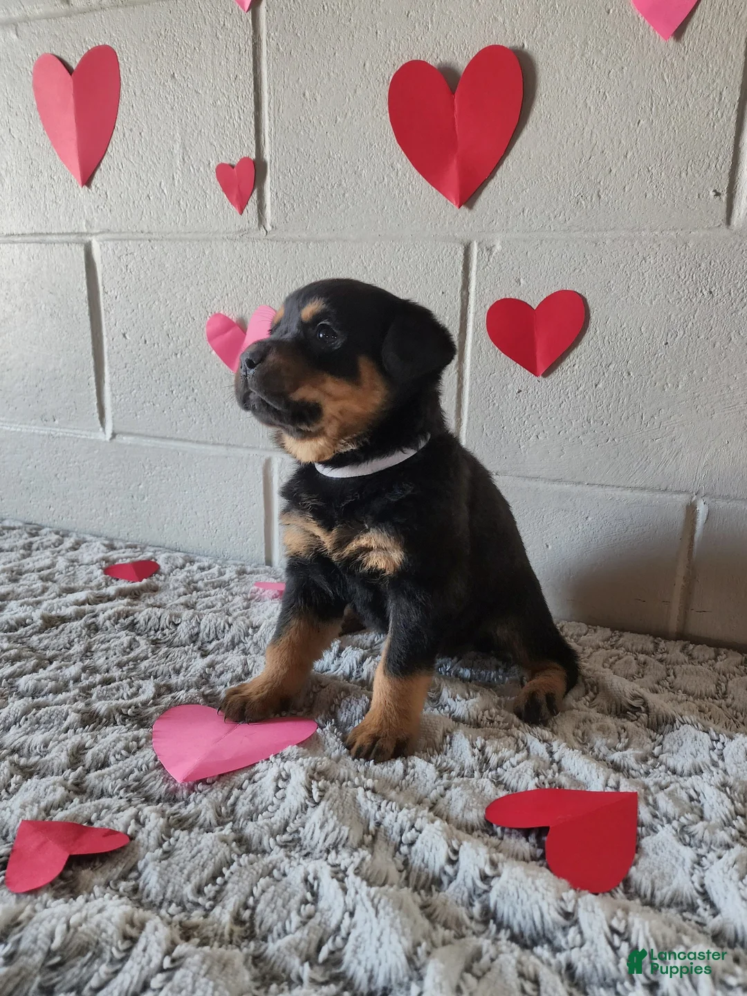 Rottweiler dogs for sale: Buddy - Ad 4