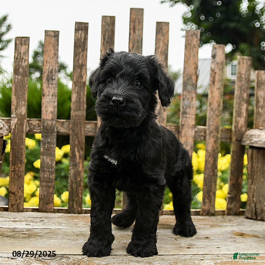 Giant Schnauzer Mixed With Lab Schnauzer Mixed Breed Puppies For