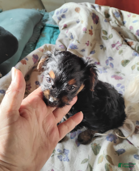 Mixed Breed dogs Tiny Tim - Ad 2