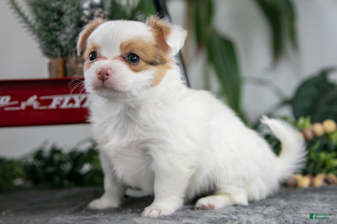 Chihuahua dogs for sale: Lily - Ad 3