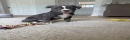 American Bully dogs for sale: Sadie - XL American Bully Puppy  - Ad 1