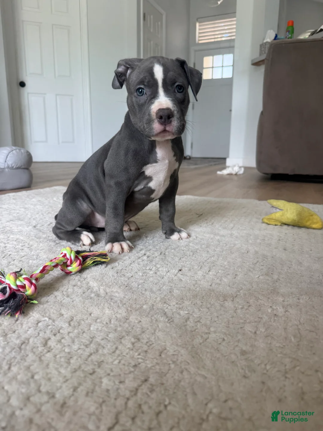 American Bully dogs for sale: Sadie - XL American Bully Puppy  - Ad 1