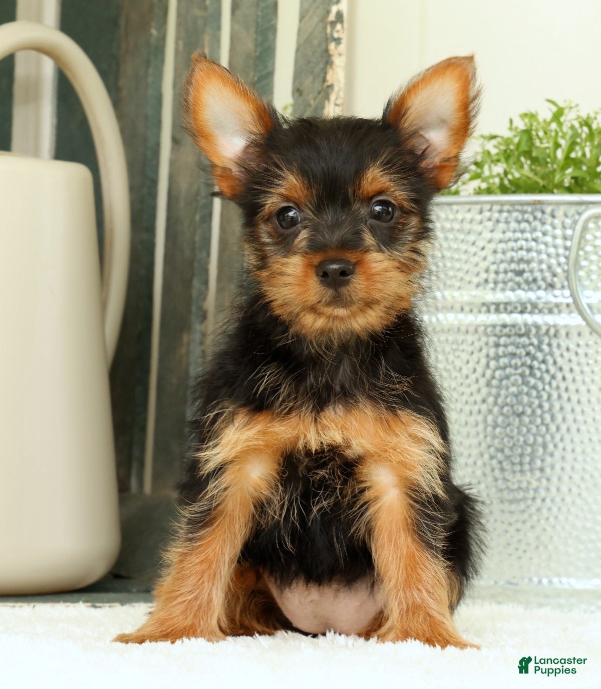 Yorkshire Terrier dogs Zuma - Ad 1