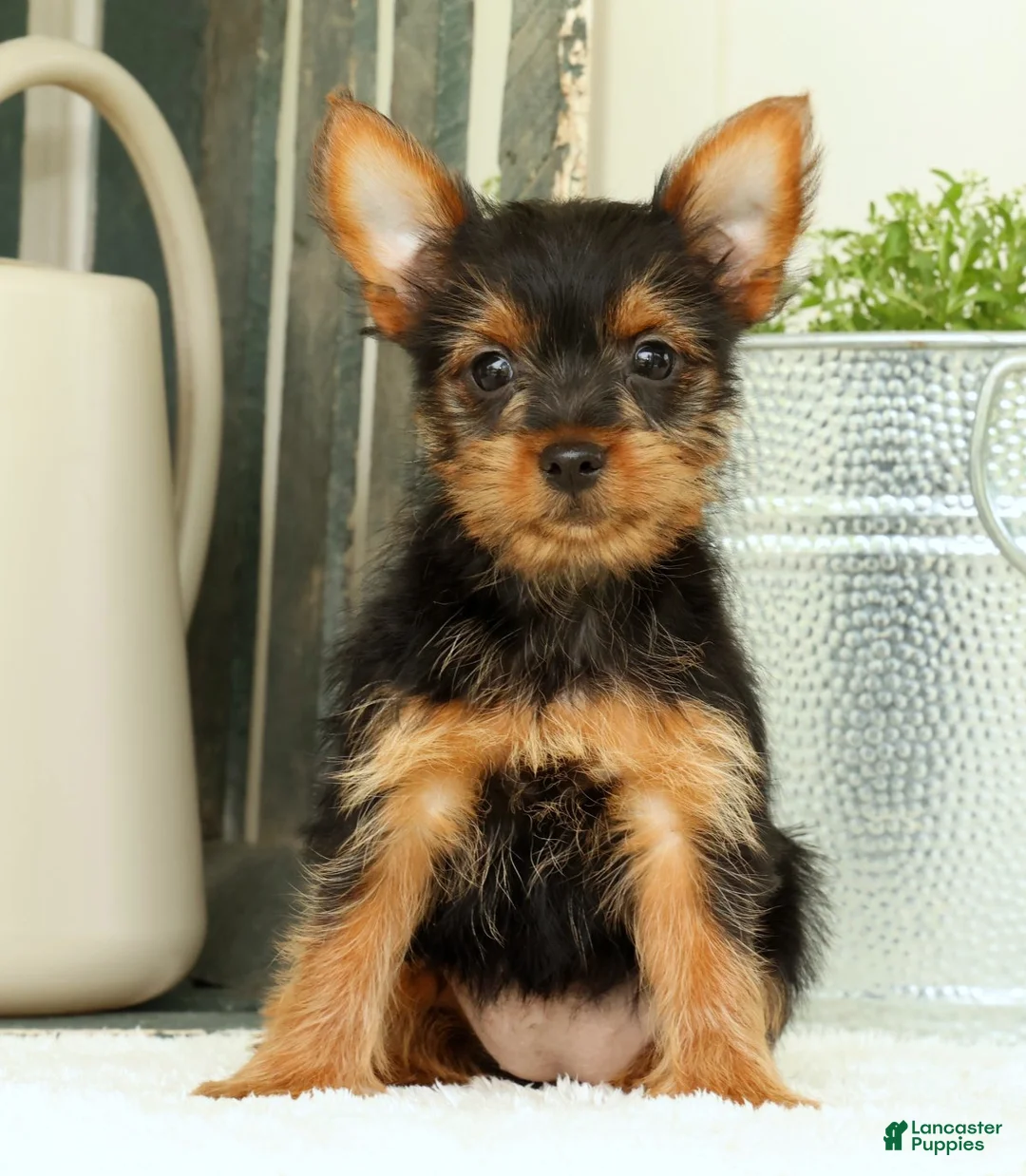 Yorkshire Terrier dogs for sale: Zuma - Ad 1