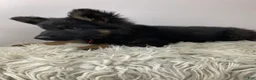 German Shepherd dogs for sale: Fizz - Ad 6