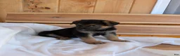 German Shepherd dogs for sale: 🐾CHARLIE 🐾 - Ad 5