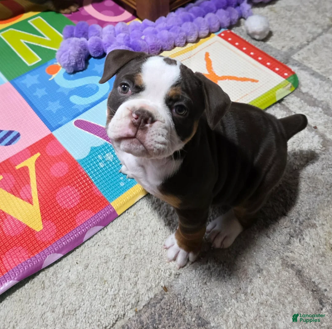 Olde English Bulldogge dogs for sale: Clair - Ad 1