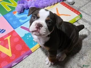Olde English Bulldogge dogs Clair - Ad 4