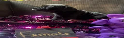 Cane Corso dogs for sale: Cane Corso 1 - Ad 3