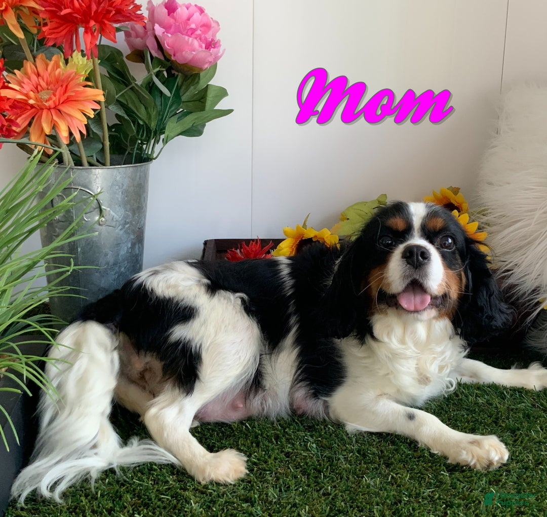 Cavapoo dogs for sale: Milton - Ad 5