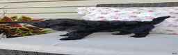 Yorkiepoo dogs for sale: Yorkiepoo 4 - Ad 3