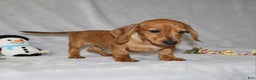 Miniature Dachshund dogs for sale: Cooper - Ad 3