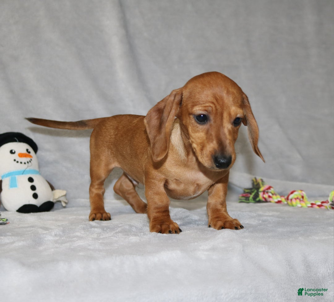 Miniature Dachshund dogs for sale: Cooper - Ad 3