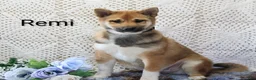 Shiba Inu dogs for sale: Remi - Ad 4