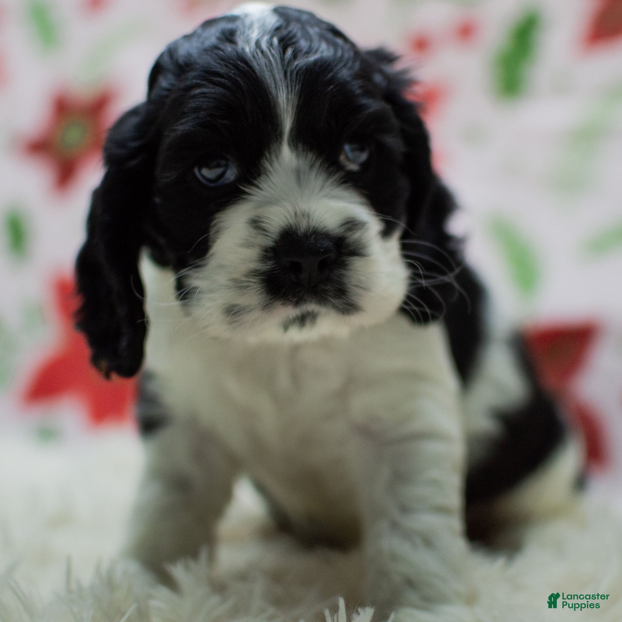 Cocker Spaniel dogs Newton - Ad 34