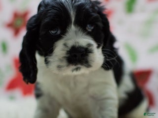 Cocker Spaniel dogs Newton - Ad 18