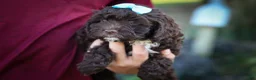 Cavapoo dogs for sale: COCOA - Ad 7