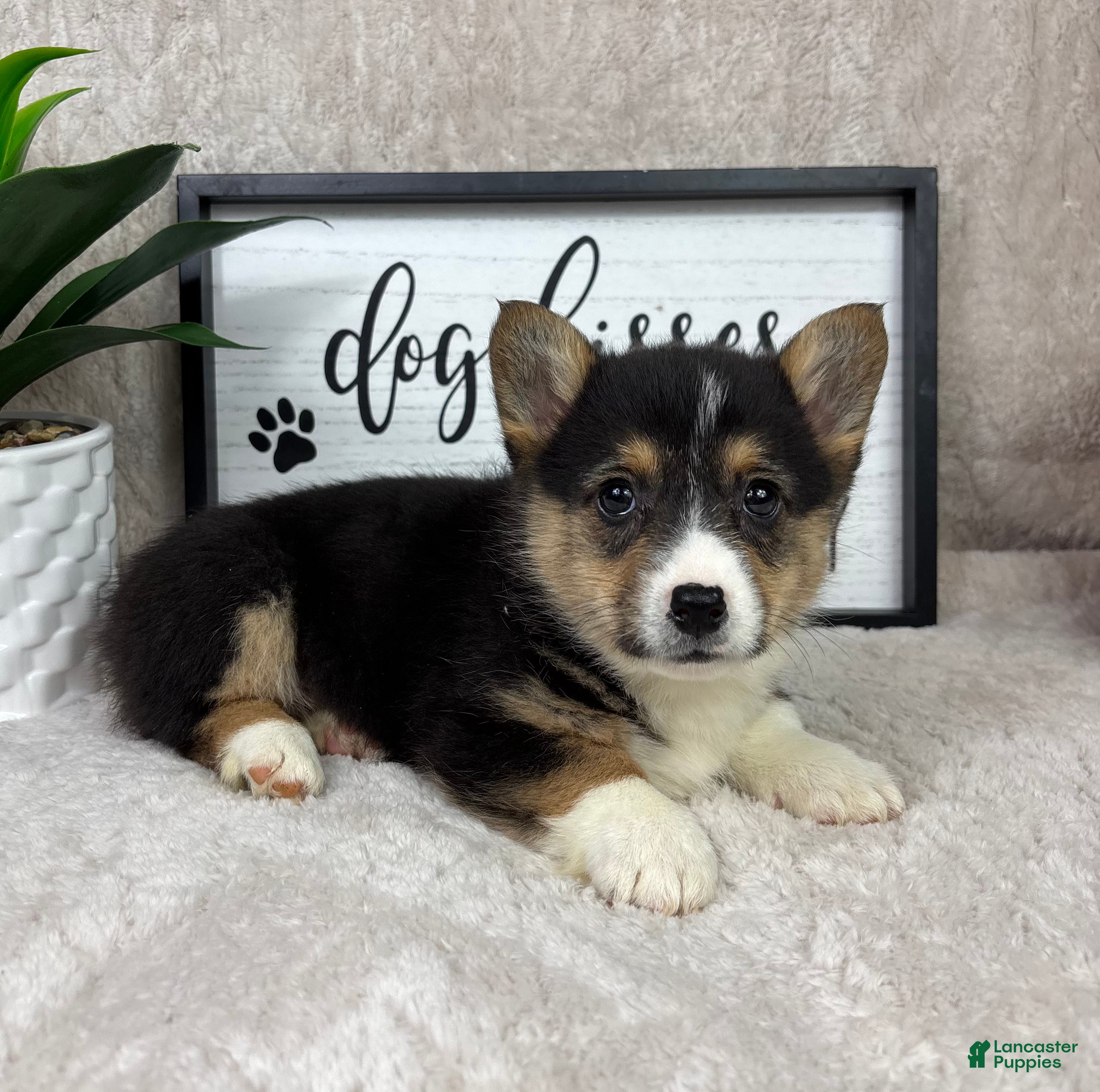 Welsh Corgi Pembroke dogs Parker - Ad 35