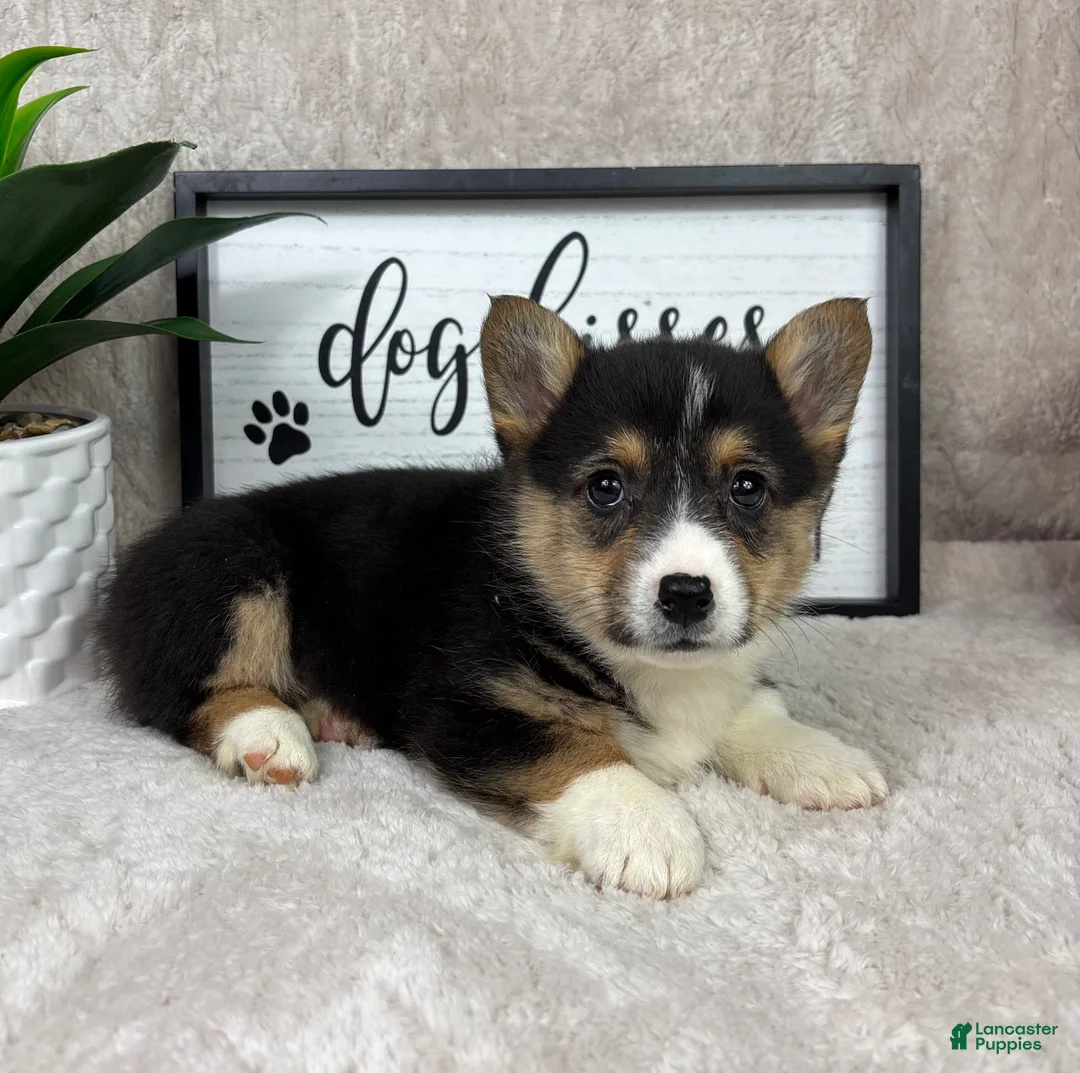 Welsh Corgi Pembroke dogs for sale: Parker - Ad 1