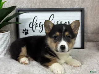 Welsh Corgi Pembroke dogs Parker - Ad 35