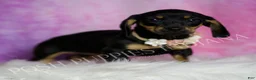 Miniature Dachshund dogs for sale: Brenda - Ad 6