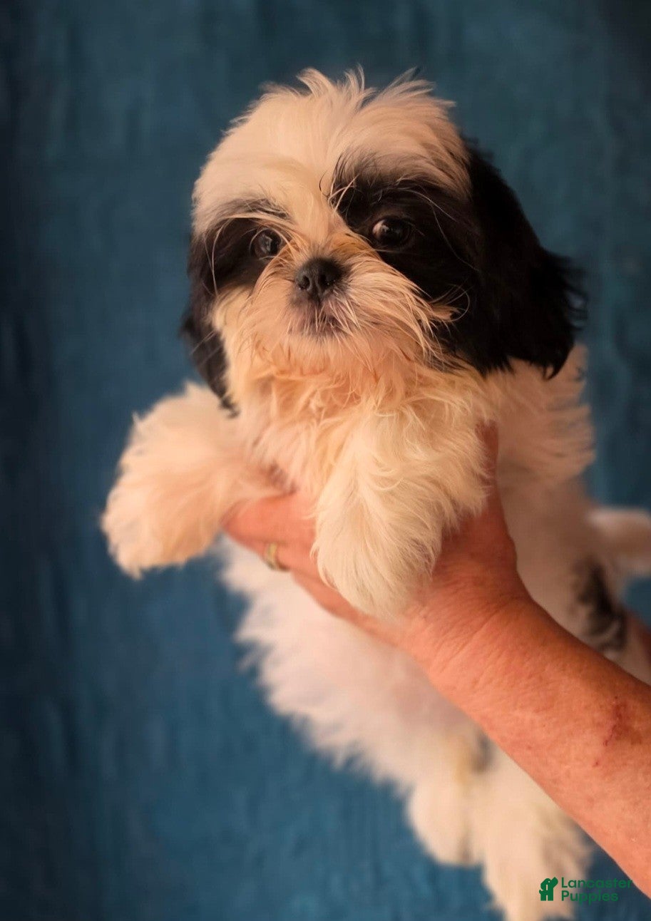 Shih Tzu dogs Girl #2 - Ad 4