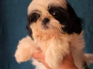 Shih Tzu dogs Girl #2 - Ad 4