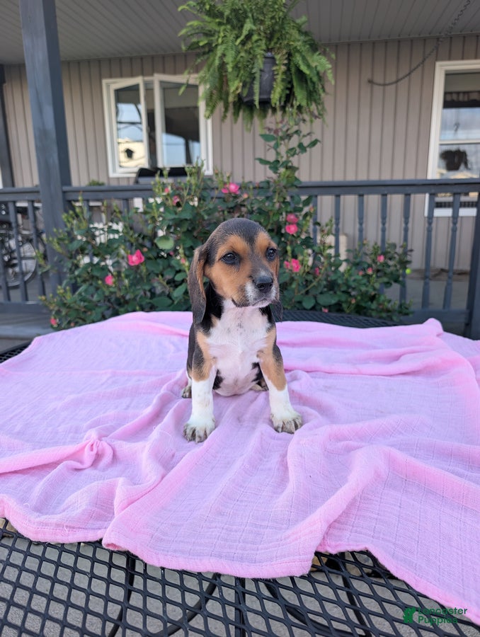 Beagle dogs Bella - Ad 1