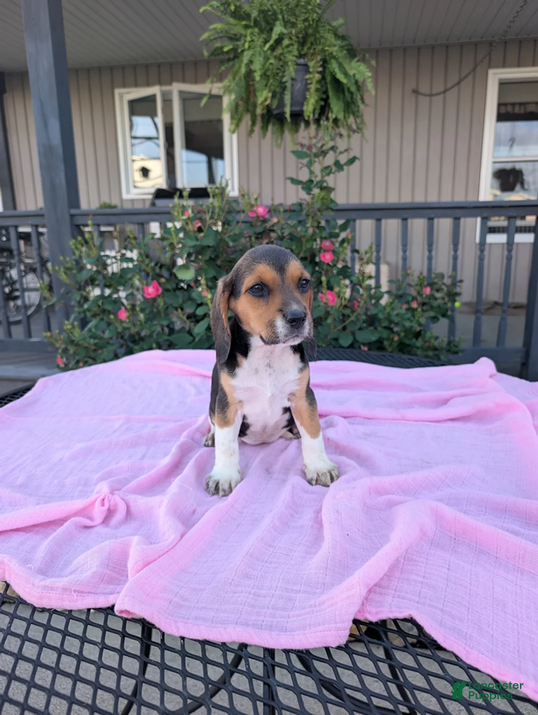 Beagle dogs for sale: Bella - Ad 1