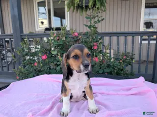 Beagle dogs for sale: Bella - Ad 3