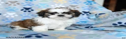 Shih Tzu dogs for sale: Teddy - Ad 3