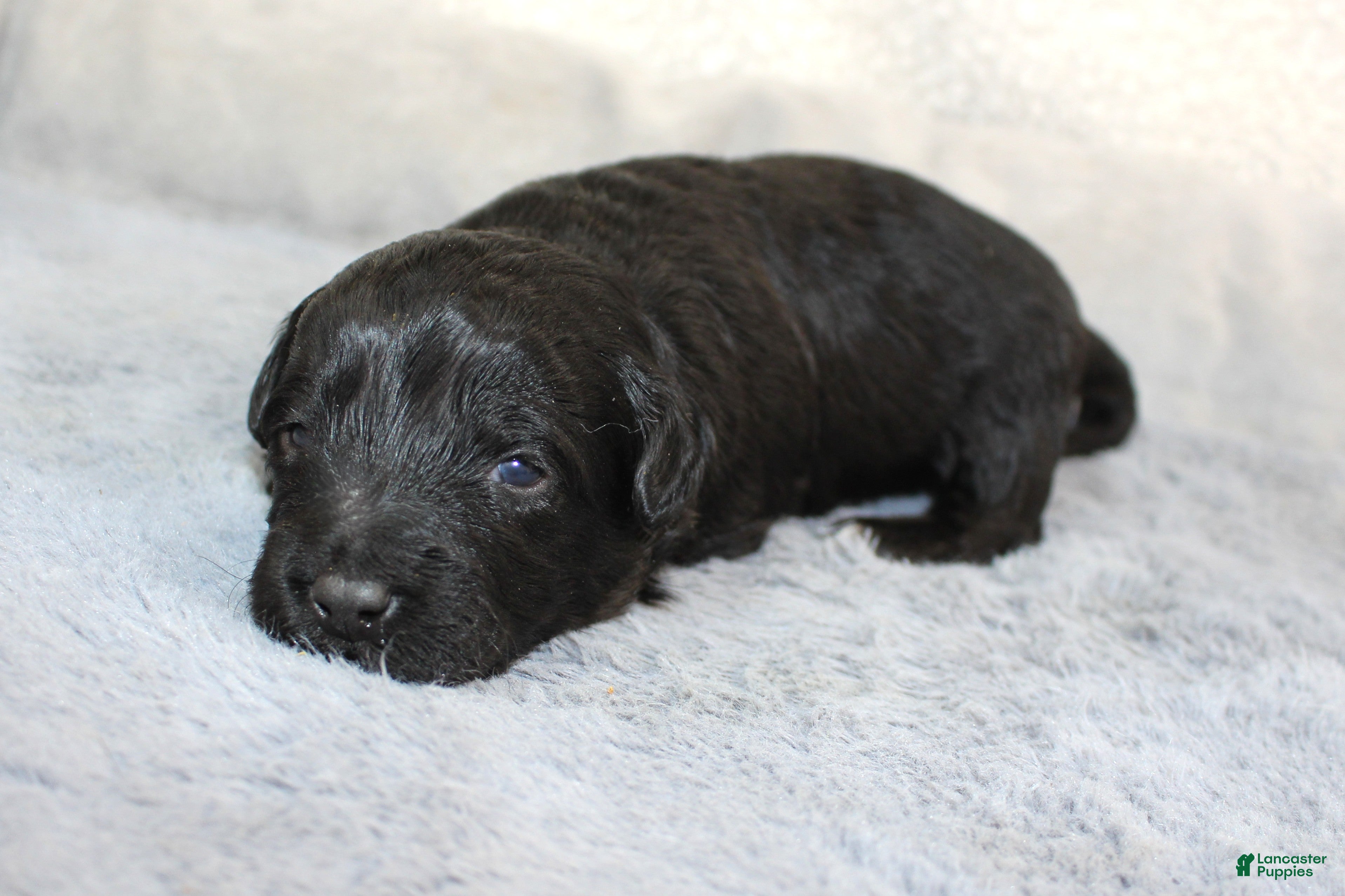 Aussiedoodle dogs Amour - Ad 24