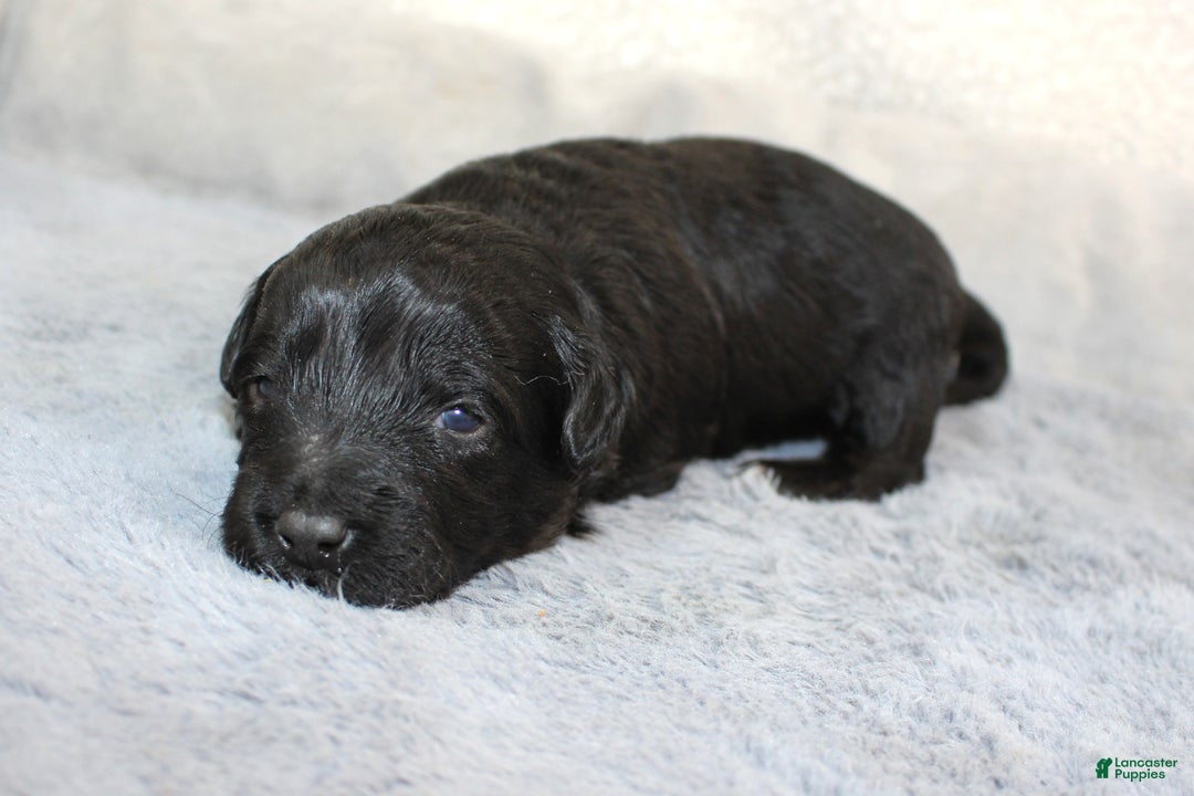 Aussiedoodle dogs for sale: Amour - Ad 1