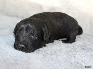 Aussiedoodle dogs Amour - Ad 24