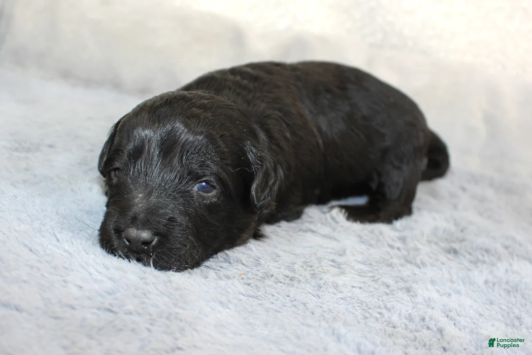 Aussiedoodle dogs for sale: Amour - Ad 2